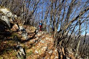 17 Saliamo nel bosco di carpini neri